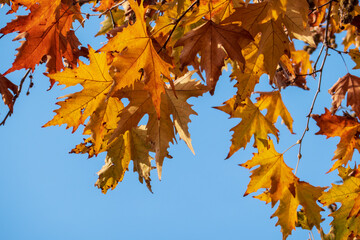 Fototapeta na wymiar Beautiful colorful leaves in autumn