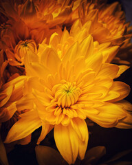 orange chrysanthemum flowers top view closeup, natural background, filtered image