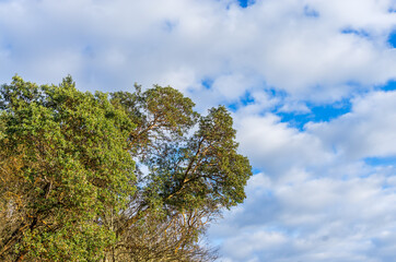 Trees And Sky