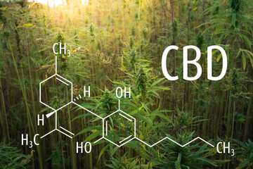 Cannabis plants with the CBD chemical formula. Cannabidiol molecule.