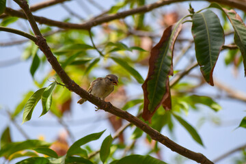 Young Female Sparrow Asian Bird On Iron. Animal wildlife photography wallpaper, green plant leaf picture
