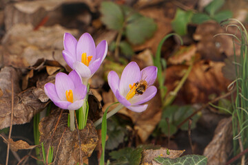 crocus in spring with honeybee