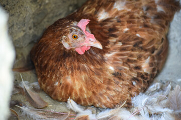 Big Desi house hen close up. red chicken livestock farm poultry bird animal Pakistan Indian countryside picture