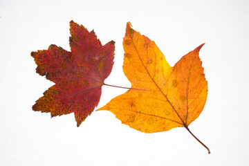 Naklejka na ściany i meble One red maple leaf and one orange Manitoba maple leaf on a white background. Back-lit showing red and yellow coloration. 