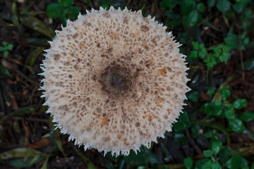 Top view of big mushroom in the soil
