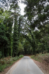 Narrow road between forest