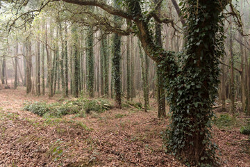 Obraz premium Forest with beautiful trees with climbing ivy