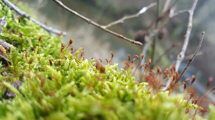 Dense and lush forest moss with sporophyte growing on a tree