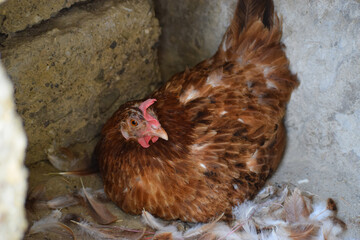 Big Desi house hen close up. red chicken livestock farm poultry bird animal Pakistan Indian countryside picture