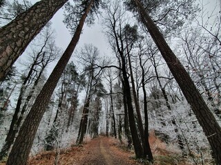 Wide angle view of forest at winter. Forest during hoarfrost.