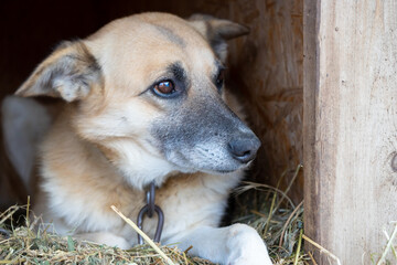 Close-up portrait of a dog