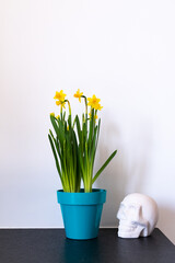 Interior design minimal, blue pot with yellow flower on white wall and white skull. Black stone slate as background. Minimal white design with copyspace