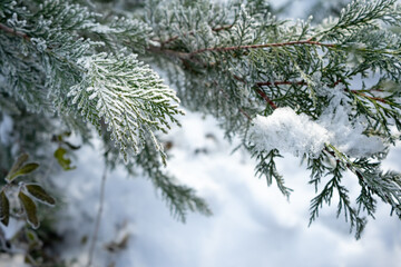 Snow covered juniper branch - background for a postcard