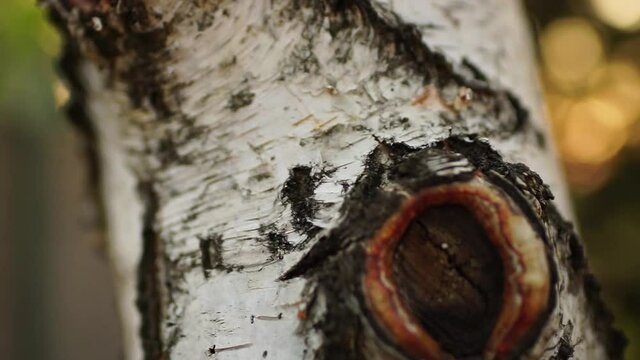 Closeup birch trunk with knot. Tree bark close-up