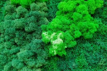 decorative green moss in the room on the wall