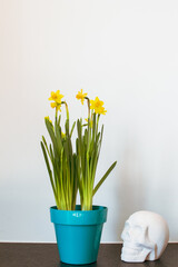 Interior design minimal, blue pot with yellow flower on white wall and white skull. Black stone slate as background. Minimal white design with copyspace