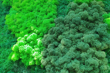 decorative green moss in the room on the wall