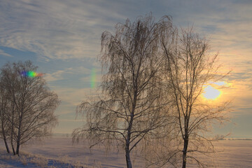 Scenic frosty winter morning. Three slender birch trees on agriculture field during sunrise. Agriculture field is covered with a thick layer of white snow.  Blue sky with sun rising in the background