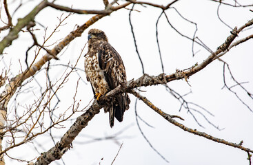 Bald Eagles