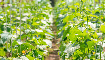 cucumber growing plants in a greenhouse