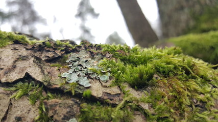 Close up of Cyan lichen and other lichens and moss