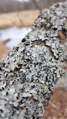 Foliose lichen (one of a variety of lichens, which are complex organisms that arise from the symbiotic relationship between fungi and a photosynthetic partner)