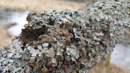 Foliose lichen (one of a variety of lichens, which are complex organisms that arise from the symbiotic relationship between fungi and a photosynthetic partner)