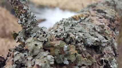 Foliose lichen (one of a variety of lichens, which are complex organisms that arise from the symbiotic relationship between fungi and a photosynthetic partner)