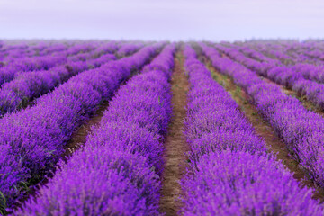 Naklejka na ściany i meble field of lavender. Purple field of flowers.