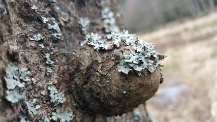 Foliose lichen (one of a variety of lichens, which are complex organisms that arise from the symbiotic relationship between fungi and a photosynthetic partner)
