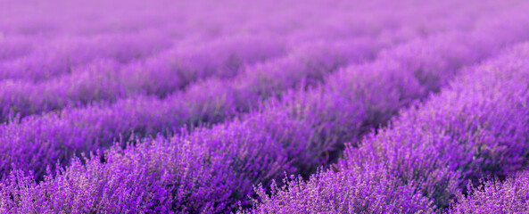 Fototapeta na wymiar Summer purple banner background. A field of lavender
