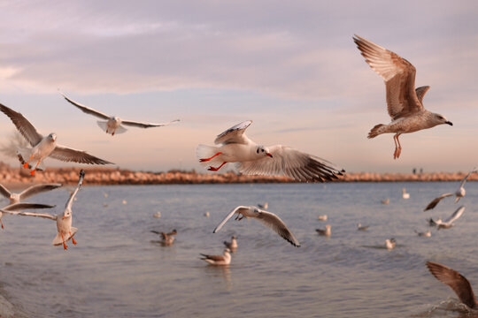 seagulls in flight © Svetlana