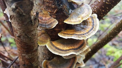 Most polypores are edible or at least non-toxic. Bracket fungi, or shelf fungi produce shelf- or bracket-shaped or occasionally circular fruiting bodies called conks. They are mainly found on tree