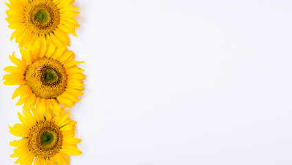 sunflower flowers on a white background. Summer background with space for text.