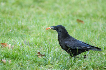Carrion Crow Bird Close-up on grass eating bread in his mouth