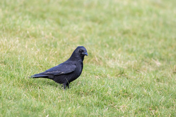 Carrion Crow Bird Close-up on grass