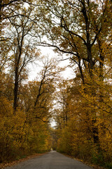 autumn in the forest