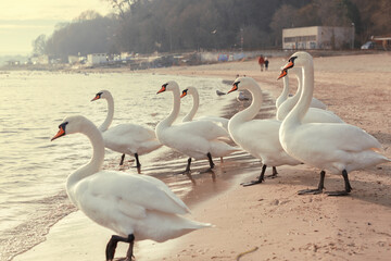 white swans on the Black Sea