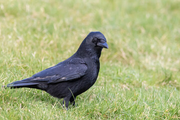 Carrion Crow Bird Close-up on grass