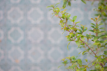pastel blue tile wall with green plant stem