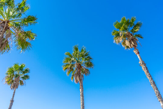 Group of tall palm trees with clear blue sky