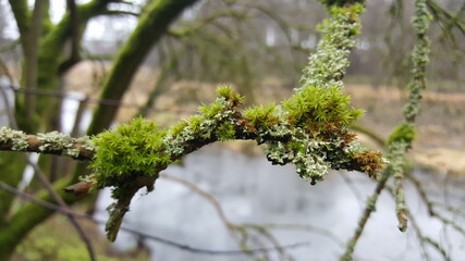 Close up of Cyan lichen and other lichens and moss