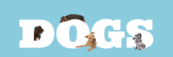 A group of four dogs around white letters