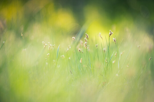 Green grass in a forest meadow. Macro image, shallow depth of field. Abstract summer nature background.