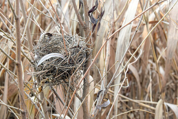 Empty bird's nest on branches of tree in reed thicket. Close-up. Selective focus.