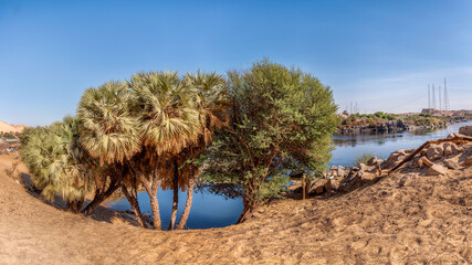 Dom Tree over a small bay out of the Nile - Aswan - Egypt