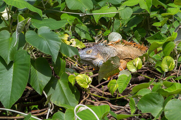 Iguana in the wild. Singapore.
 It is a large, mobile lizard. Painted to match the color of the surrounding area. The head of the iguana is covered with shields, the back is covered with scales, on th