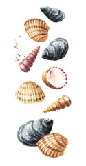 Falling seashells. Hand drawn watercolor illustration isolated on white background