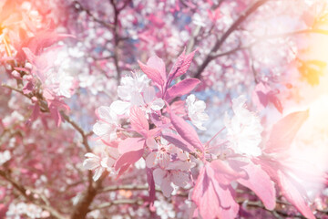 pink cherry blossom in spring, selective focus with bokeh
