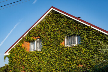 Parthenocissus tricuspidata 'Veitchii' or Boston ivy, grape ivy, Japanese ivy, or Japanese liana. Close-up. Colorful grape ivy leaves on wall of two-story bunk house. Decorating building.